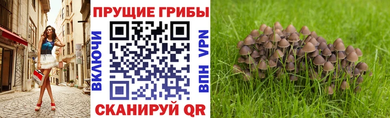 МЕГА онион  наркотики  Красноперекопск  Псилоцибиновые грибы Psilocybine cubensis 